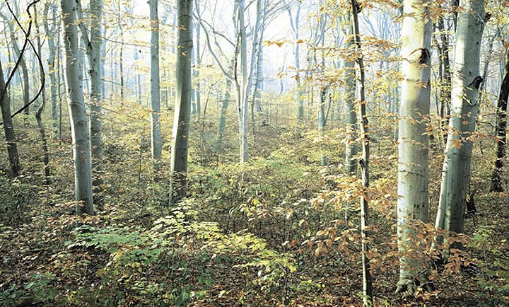 C807 Morning Forest Wall Mural