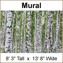 C865 Birches Wall Mural