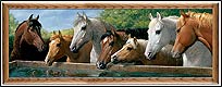 CR08065 Companions (Horses)