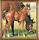 Framed Art - Animals
