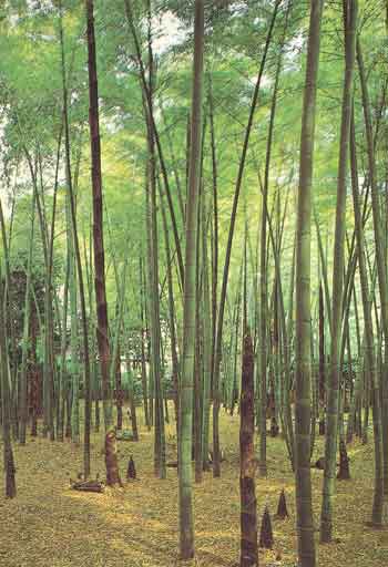 1401 Bamboo Grove Wall Mural 1