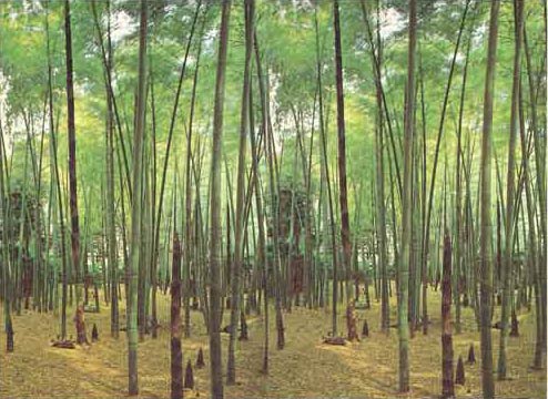 1801 Bamboo Grove Wall Mural 2