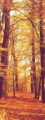 2-1001 Autumn Forest Door Mural