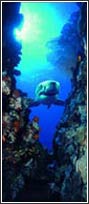 2-1002 Shark Door Mural