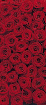 2-1077 Roses Door Mural