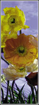 2-1257 Poppy Door Mural