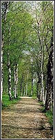 2-1402 Birches Door Mural