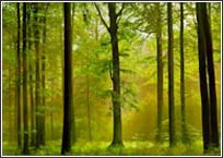 216 Autumn Forest Wall Mural 2