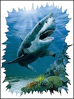 252-72002 Shark Wall Mural