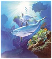 252-72023 Dolphins Wall Mural 1