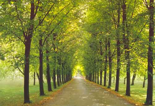 275 Country Way Wall Mural