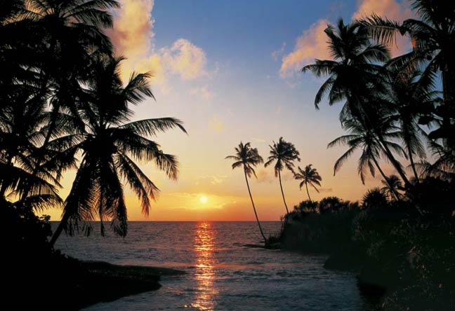 276 Tropical Sundown Wall Mural 1