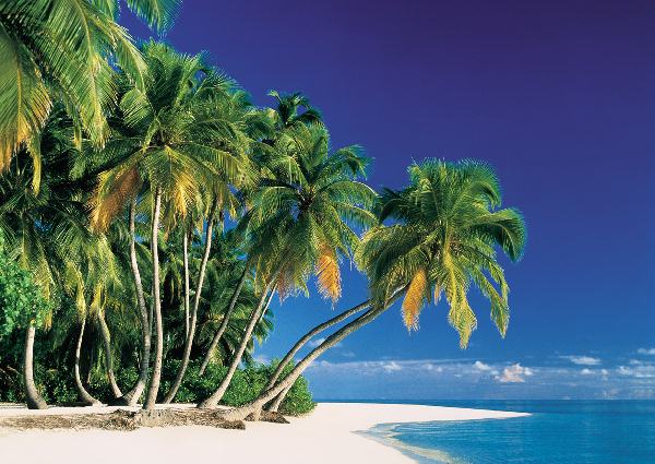 3905 Tropical Palms Wall Mural