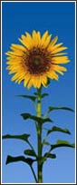 509 Sunflower Door Mural 1