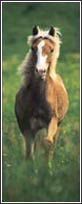 5105 Haflinger Horse Door Mural