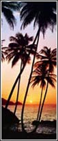 529 Sunny Palms Door Mural