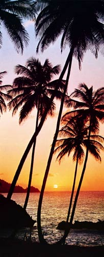 529 Sunny Palms Door Mural