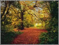 8-068 Autumn Forest Wall Mural 1