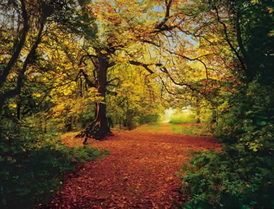 8-068 Autumn Forest Wall Mural 1