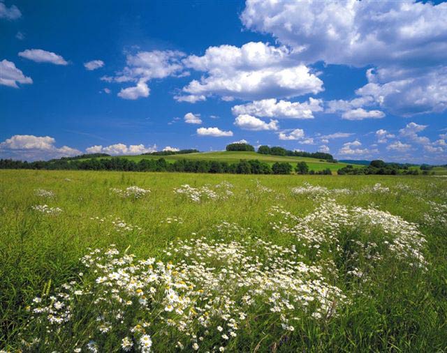 8-254 Meadow Wall Mural