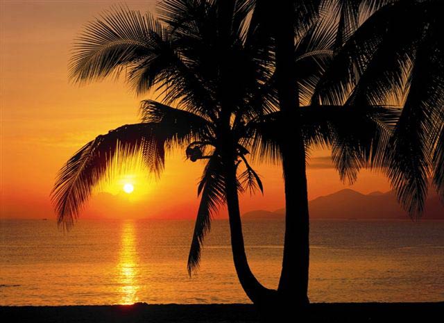 8-255 Palmy Beach Sunrise Wall Mural 2