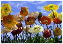 8-257 Poppy Wall Mural