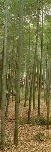 AK1207 Bamboo Forest Door Mural