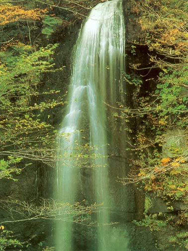 AK1258 Forest Falls Wall Mural 2
