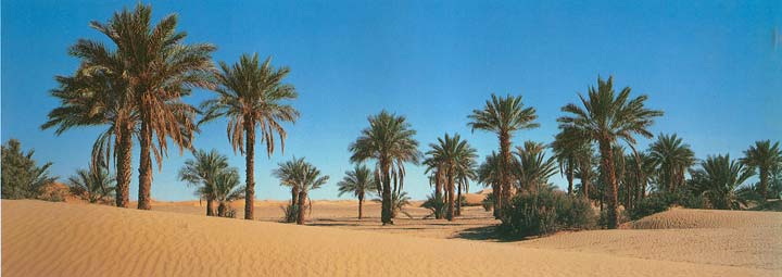 AK1415 Desert Palms Wall Mural 2
