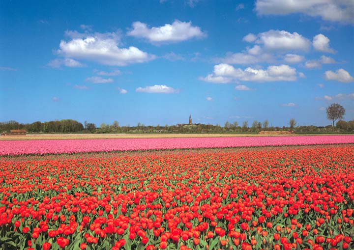AK1808 Tulips Wall Mural