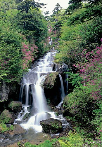 PR1040 Floral Falls Wall Mural