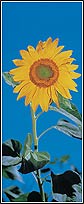 PR1201 Sunflower Door Mural 2