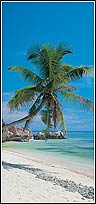 PR1202 Palm Shore Door Mural