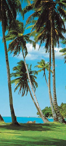 PR1206 Swaying Palms Door Mural