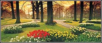 PR1457 Floral Sunset Wall Mural 1