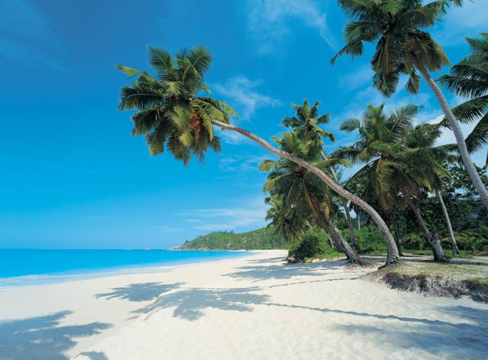PR1819 Palm Paradise Wall Mural