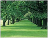 PR1822 Path Less Traveled Wall Mural