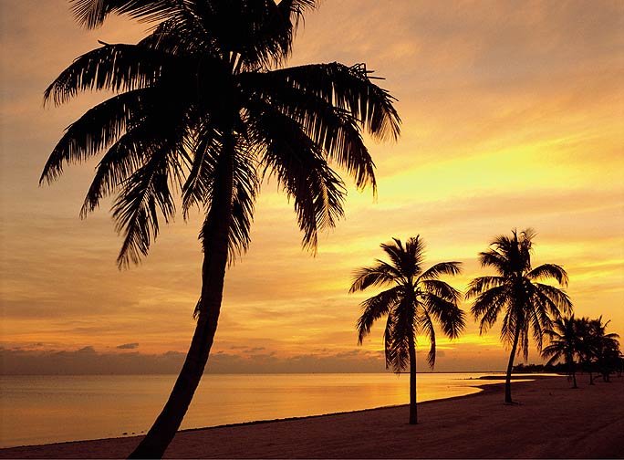 PR1823 Sunset Palm Walk Wall Mural