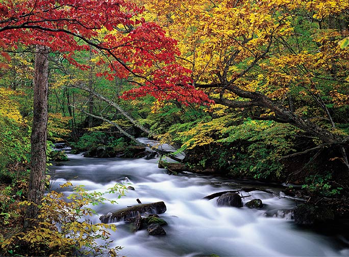 PR1826 Autumn Leaves Wall Mural 2