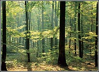 PR1833 Enchanted Forest Wall Mural