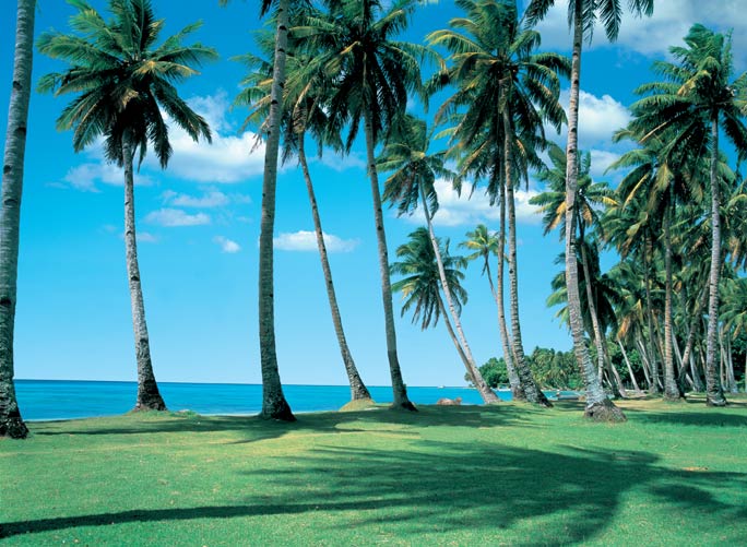 PR1859 Swaying Palms Wall Mural 3