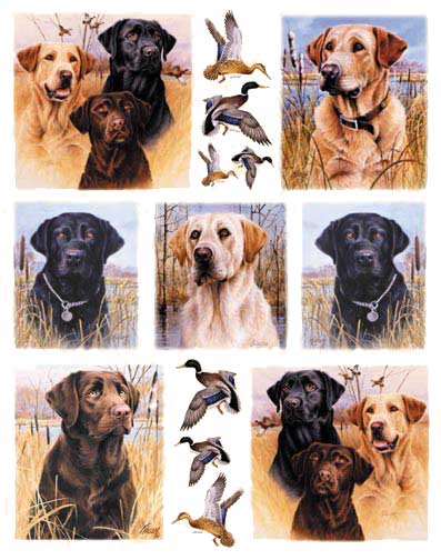IS3450 Labradors Tile Decals