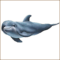 WTW130 Dolphin 2 Wall Decal (Side)