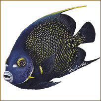 WTW250 French Angelfish Wall Decal