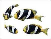 WTW300 Clownfish Wall Decals