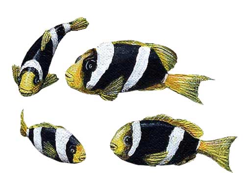 WTW300 Clownfish Wall Decals