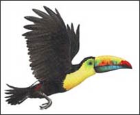 WTW360 Toucan Wall Decal