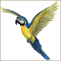 WTW370 Macaw Wall Decal