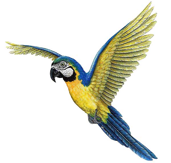 WTW370 Macaw Wall Decal