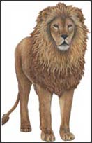 WTW420 Lion Wall Decal